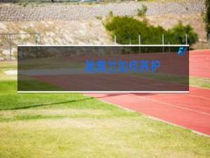 跳舞兰如何养护