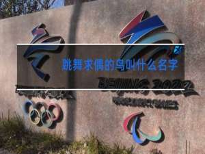 跳舞求偶的鸟叫什么名字