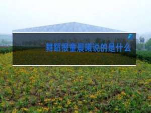 舞蹈报童晨曦说的是什么