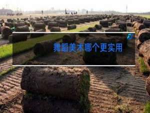 舞蹈美术哪个更实用