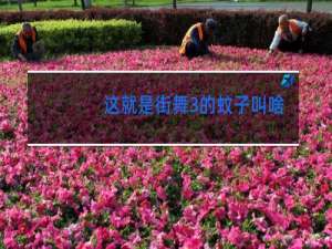 这就是街舞3的蚊子叫啥