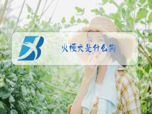 火梗犬是什么狗
