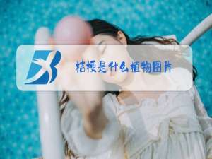 桔梗是什么植物图片