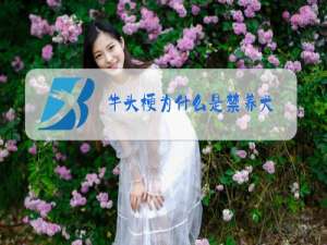 牛头梗为什么是禁养犬