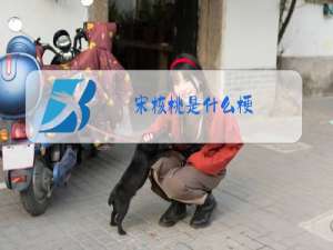 宋核桃是什么梗