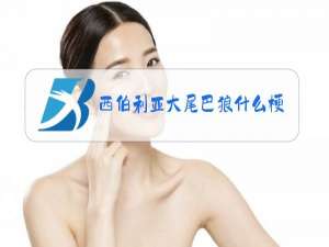 西伯利亚大尾巴狼什么梗
