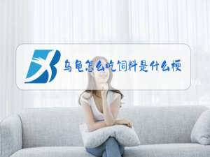 乌龟怎么吃饲料是什么梗