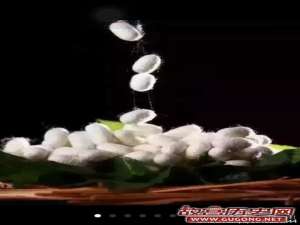 中国古代蚕种西传的“三种说法”