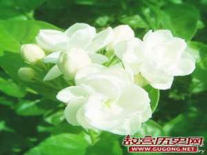 民歌《茉莉花》起源于明代 本意为反腐