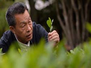 王顺明(福鼎白茶十大传承人?)