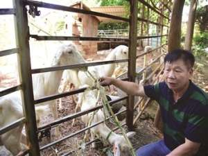 吴三旗(吴在满族的姓氏属什么旗呢，祖上是佐领阿通……全称忘了,乾隆年间从北京迁往黑龙江省五常市拉林开荒种地的?)