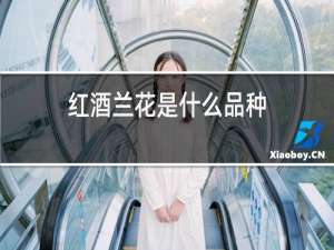 红酒兰花是什么品种
