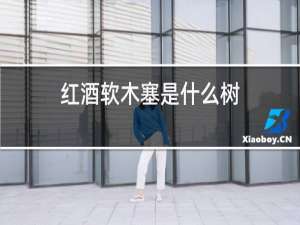 红酒软木塞是什么树