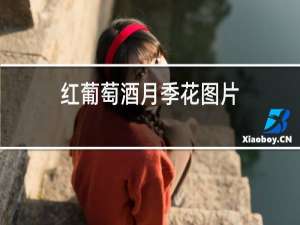 红葡萄酒月季花图片
