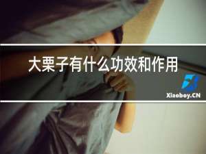 大栗子有什么功效和作用