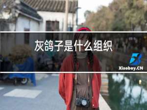 灰鸽子是什么组织