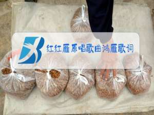 红红雁原唱歌曲鸿雁歌词