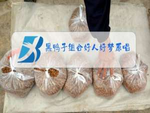 黑鸭子组合好人好梦原唱