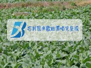 忘川彼岸歌曲原唱完整版播放dj