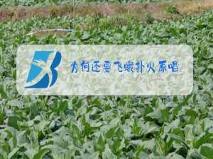 为何还要飞蛾扑火原唱