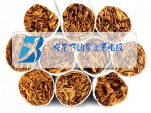 樱花下的重逢原唱版