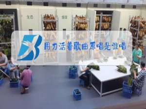 用力活着歌曲原唱是谁唱的