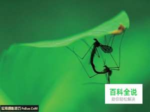 7个简单的昆虫摄影拍摄诀窍