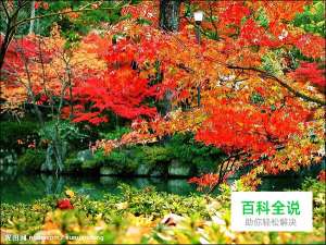 9条贴士教你如何拍好秋天的红叶