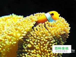 不沾水享受可媲美海底世界的摄影