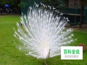 CAD线宽调节大小办法