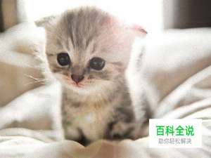 给猫咪拍照的5个正确姿势