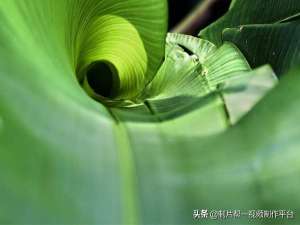 黄金分割在摄影构图中的作用（摄影中的黄金分割原则）