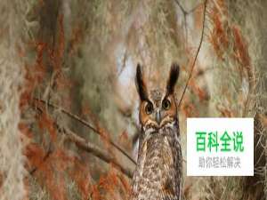 iPhone怎么数据备份