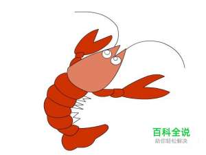 简笔画：如何使用Flash绘制皮皮虾