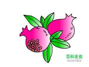 简笔画：如何使用Flash绘制出石榴