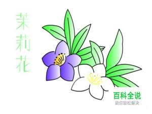 简笔画：如何使用Flash绘制茉莉花