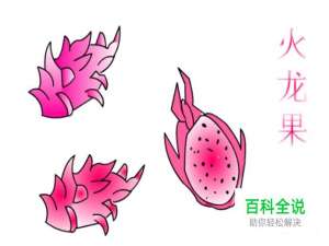 简笔画：如何使用Flash绘制火龙果