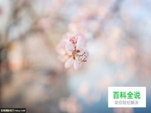 简单七招教你拍好花卉摄影