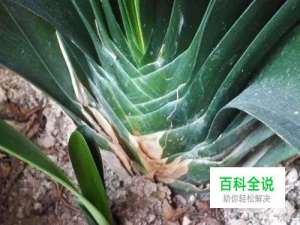 君子兰移植方法