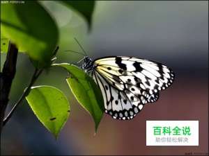 昆虫微距摄影拍摄技巧