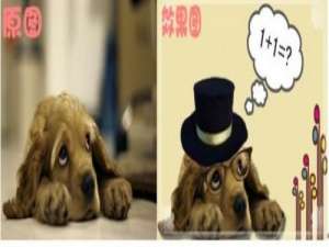 可牛图像饰品巧利用:塑造宠物另类造型