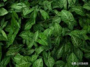 课题编号应该去哪查询（课题编号写在论文哪个位置）