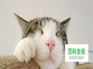 猫咪牛磺酸哪种好，猫咪为什么要吃牛磺酸片粉