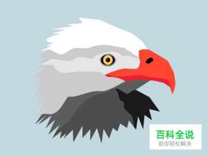 老鹰插画临摹【做作业】