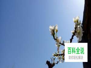 拍花技巧之如何拍出好看的花