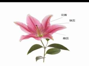 PPT怎么利用触发器实现简单交互动画?