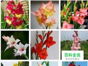 盆栽剑兰的养殖方法