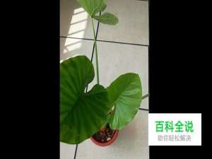 如何使用巧影删除中间位置视频片段