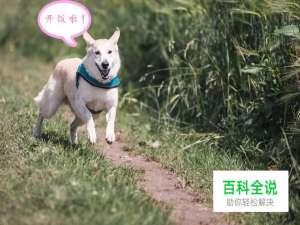 如何使用PS制作对话气泡