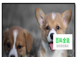 如何用PS把图片主体颜色保留其余修改为黑白